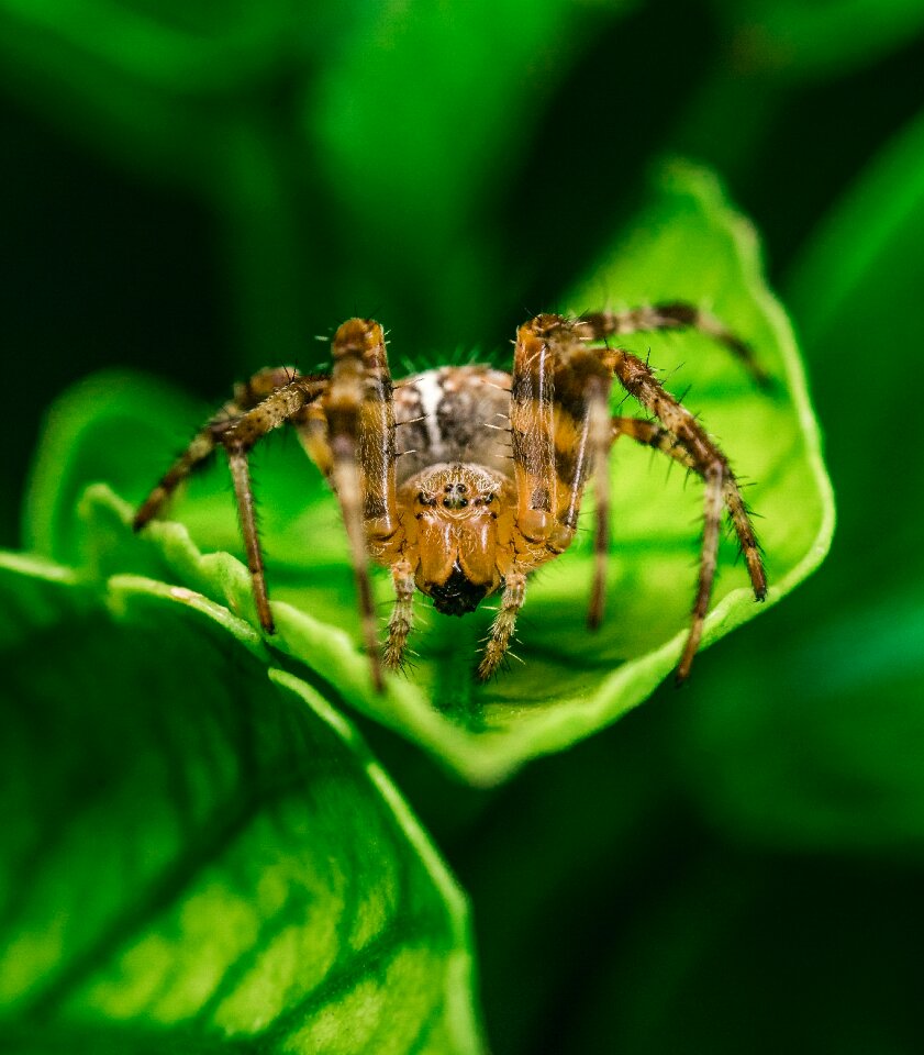 Leaf nature animal