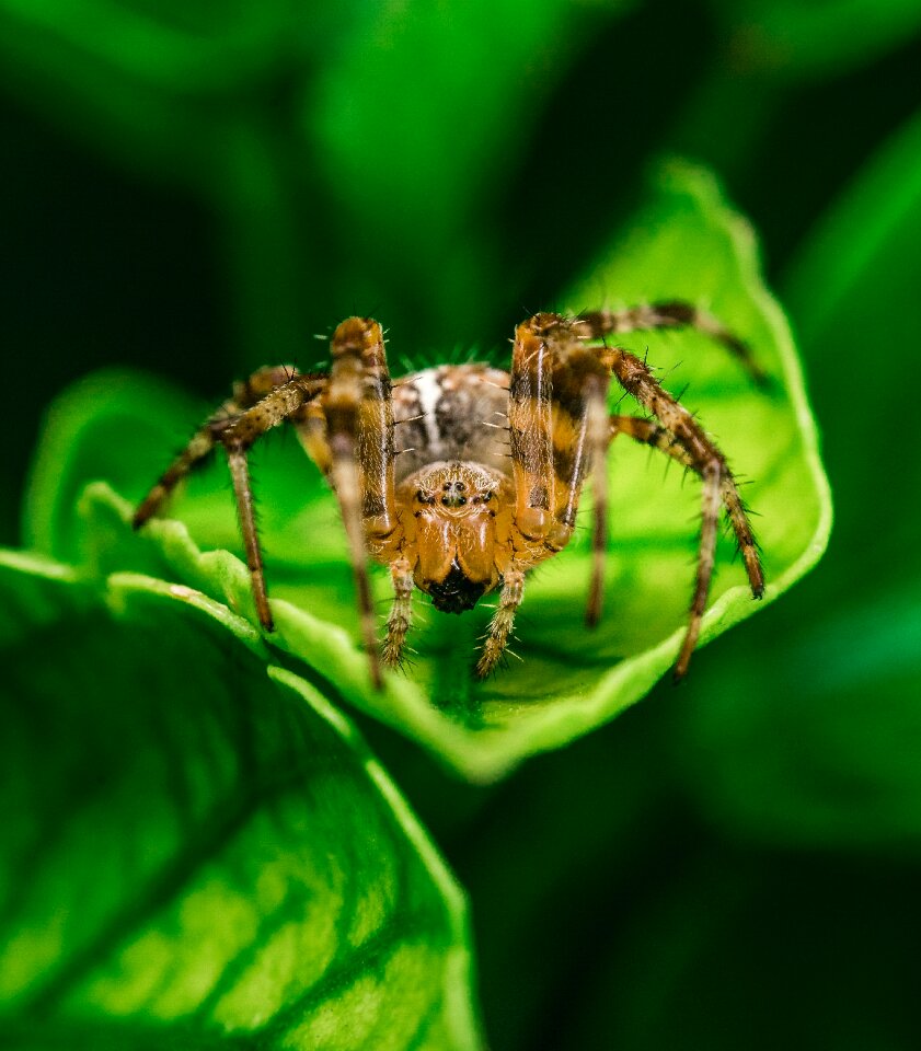 Leaf nature animal photo