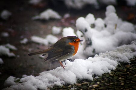 Animal world snow robin photo