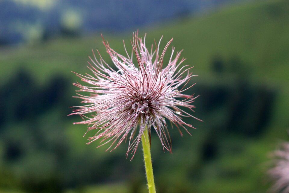 Nature fluffy close up