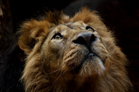 Animal world portrait carnivores