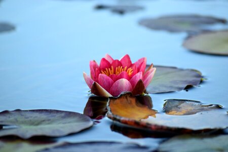 Lily flower aquatic