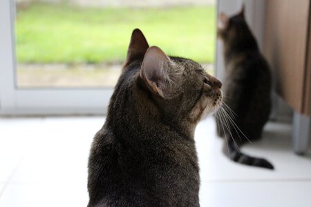 Ears whiskers grass photo