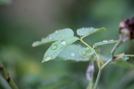 Dew nature leaf photo