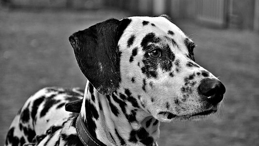 Dalmatian pet dog