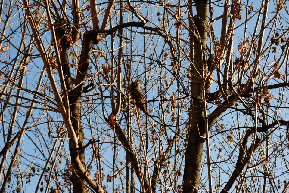 Winter wildlife wild