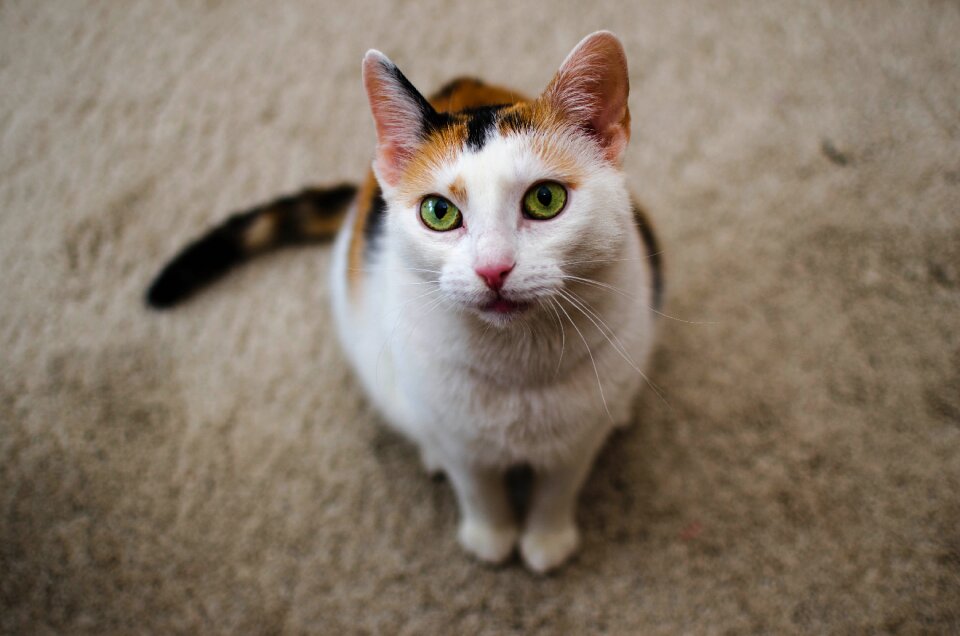 Pet charming cat's eyes