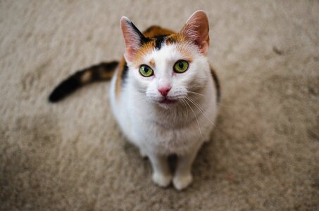 Pet charming cat's eyes
