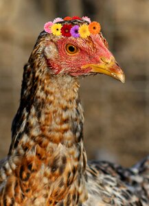 Birds funny fashion