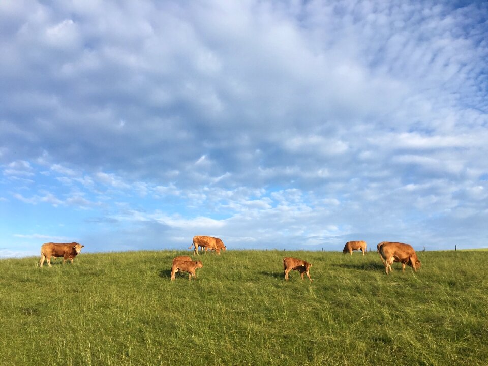 Animal graze agriculture