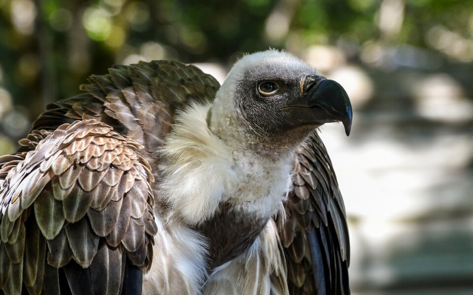 Bird animal portrait