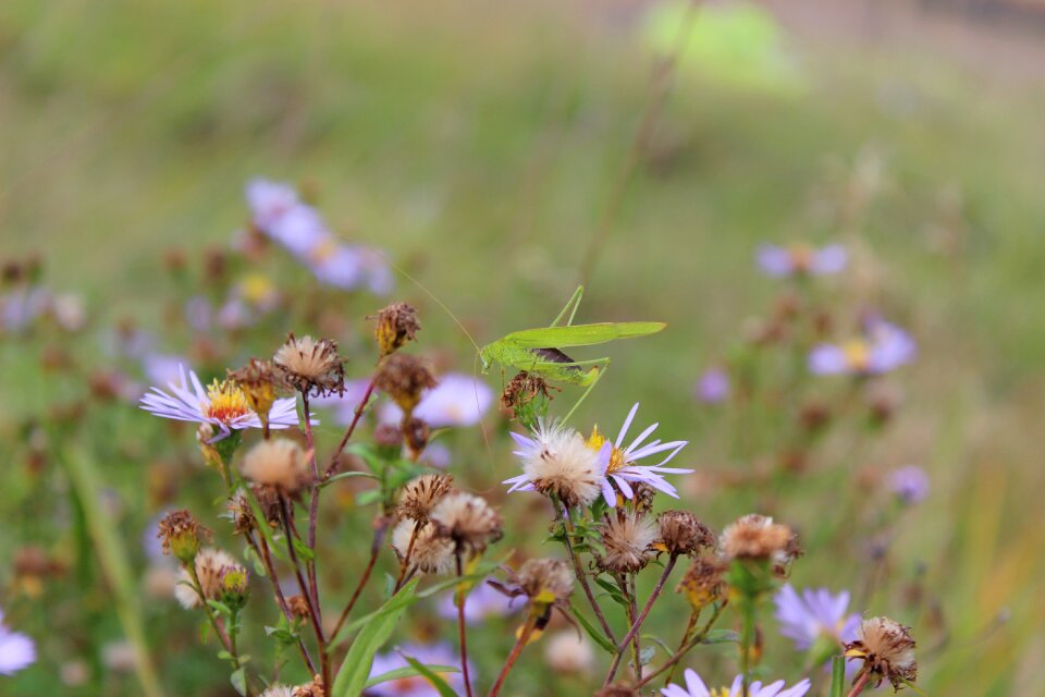 Grasshopper locusts astra