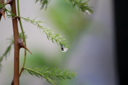 Dew rainy day raindrops
