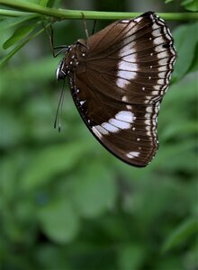 Butterfly wildlife green butterfly