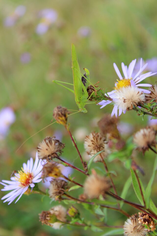Grasshopper locusts astra