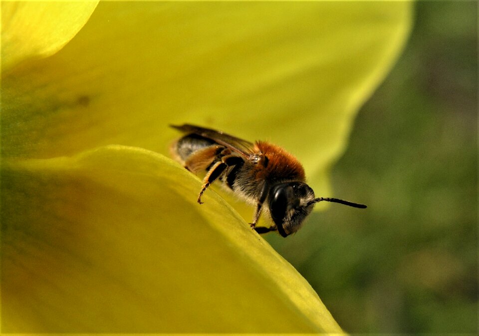 Pollen honey closeup