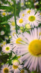 Beautiful close up plant