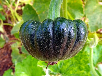 Cucurbita squash green