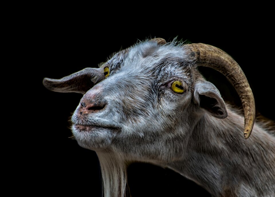 Nature mammal portrait