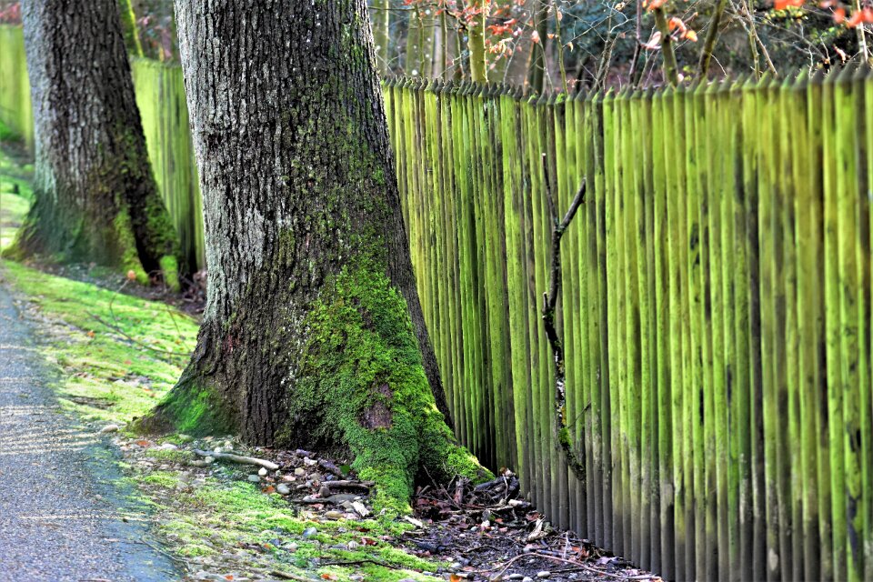 Plant growth green