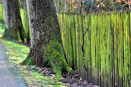 Plant growth green photo