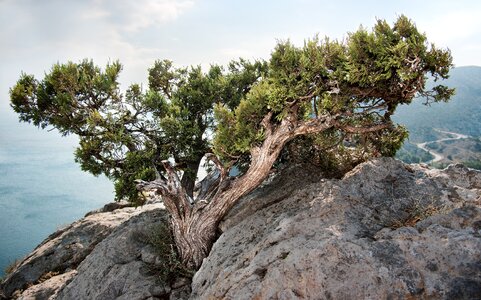 Summer crimea nature