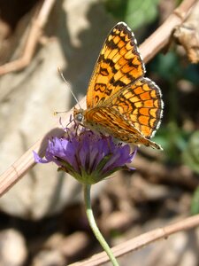 Damero knapweed melitaea phoebe lepidoptera photo