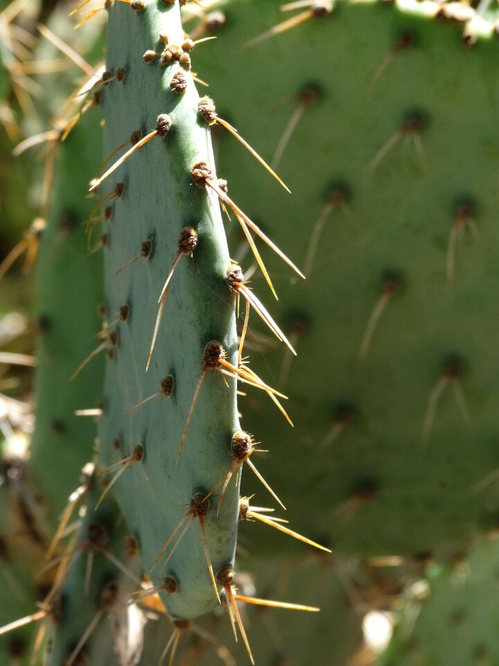 Prickly thorn desert