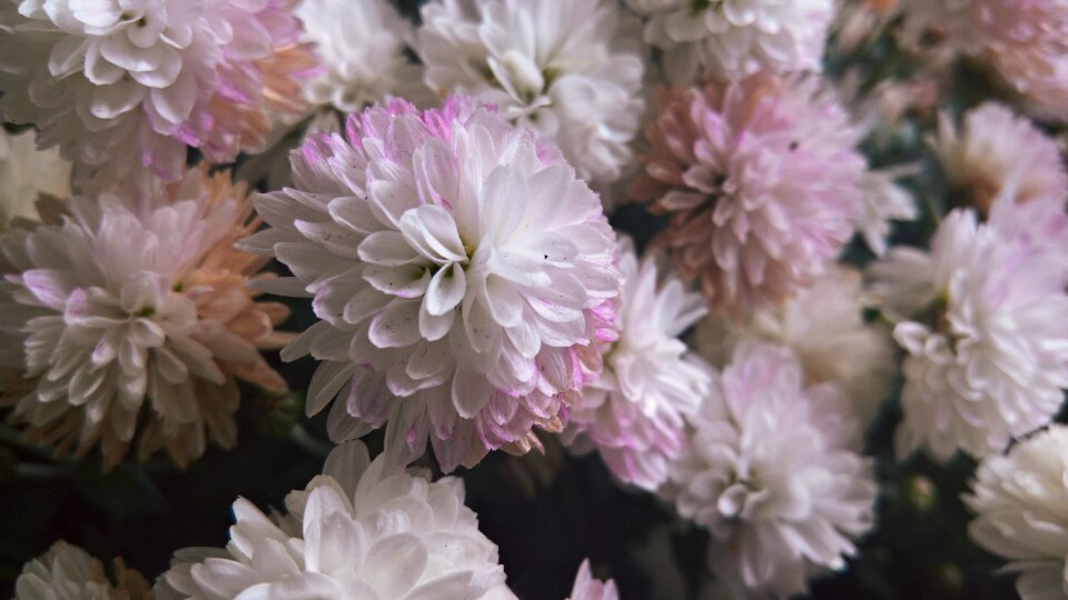 Close up plant flowers photo