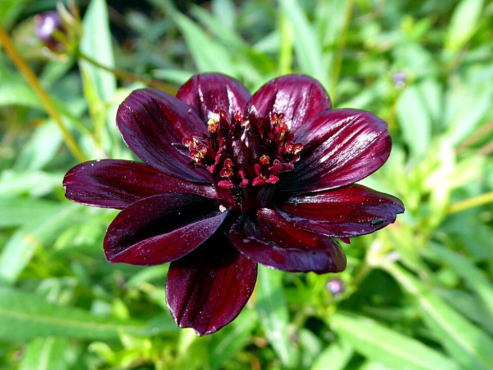 Flower violet cosmos chocolate