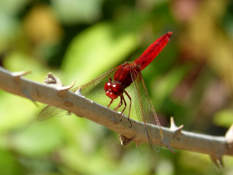 Greenery erythraea crocothemis sagnador scarlet