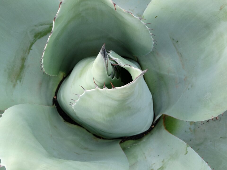 Desert green mexico