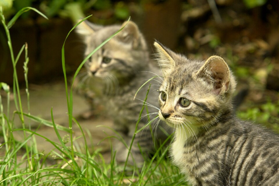 Nature mammal cat photo