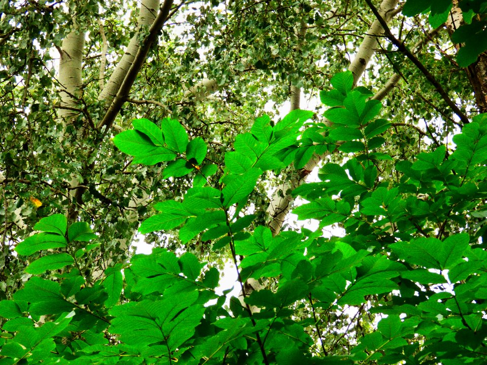 Foliage nature autumn