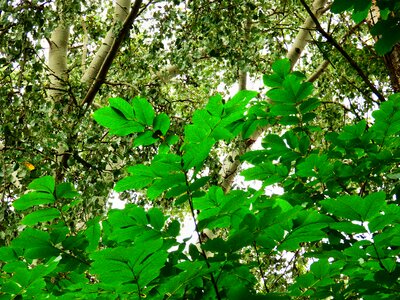 Foliage nature autumn