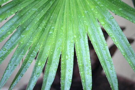 Leaves rainy day raindrops