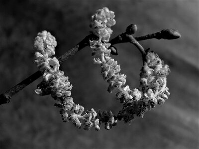 Flora leaf nature