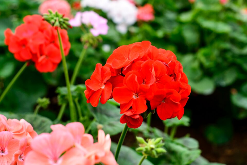 Nature summer spring