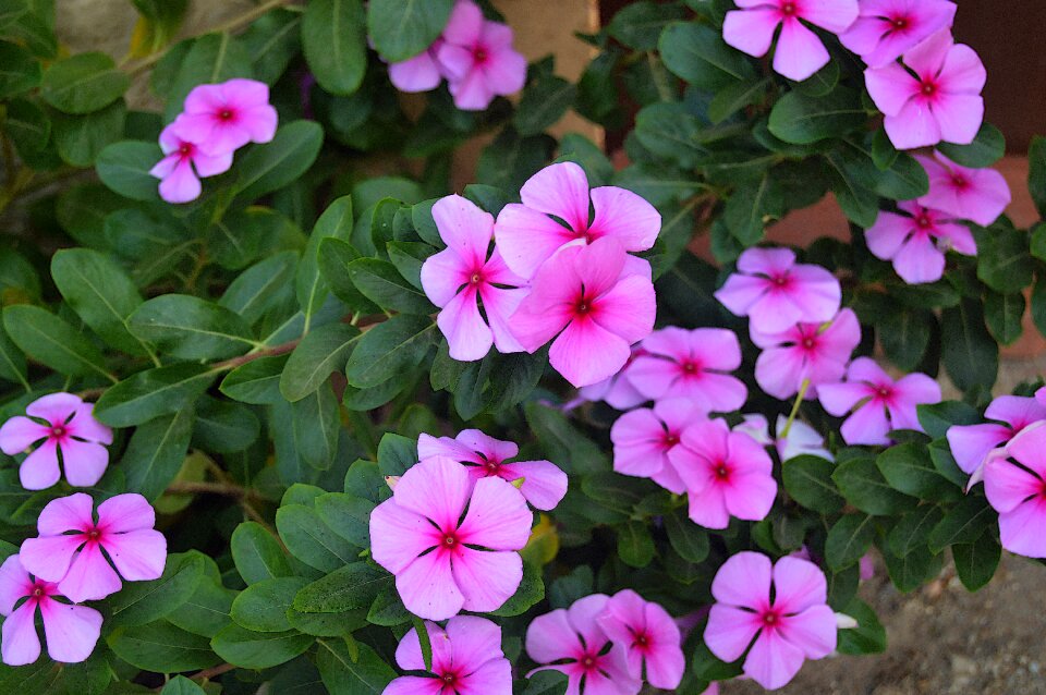 Flowers rosa plants