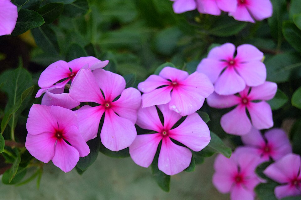 Garden plants rosa