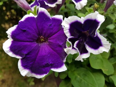 Flower petunia summer flowers