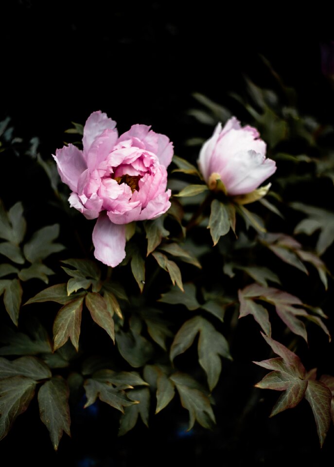 Leaves pink flowers
