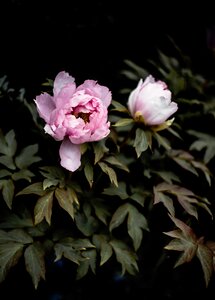 Leaves pink flowers photo