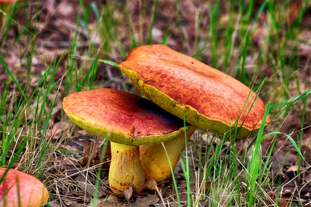 Fungi vegetable food photo