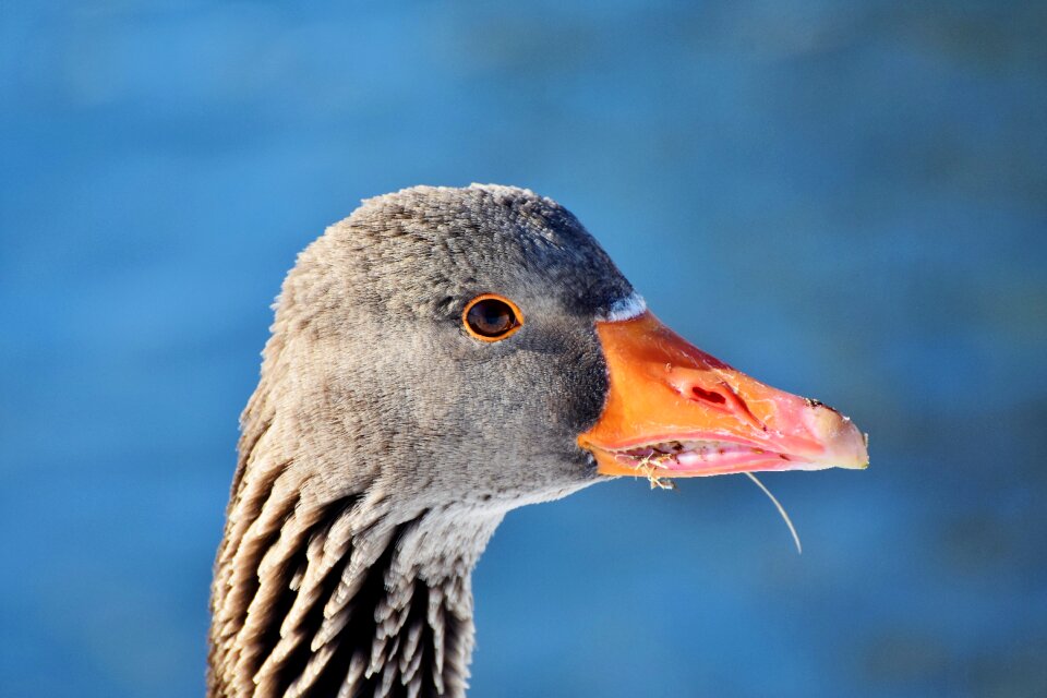 Poultry water bird migratory bird