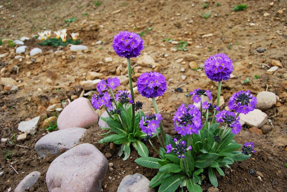 Garden at the court of early spring