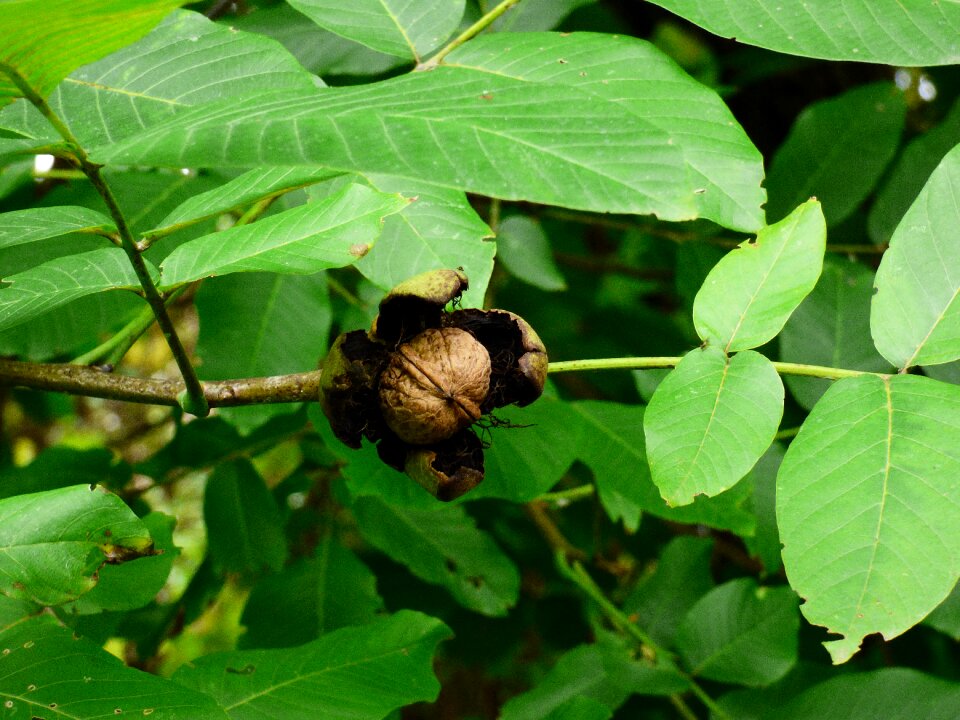 Mature foliage nature