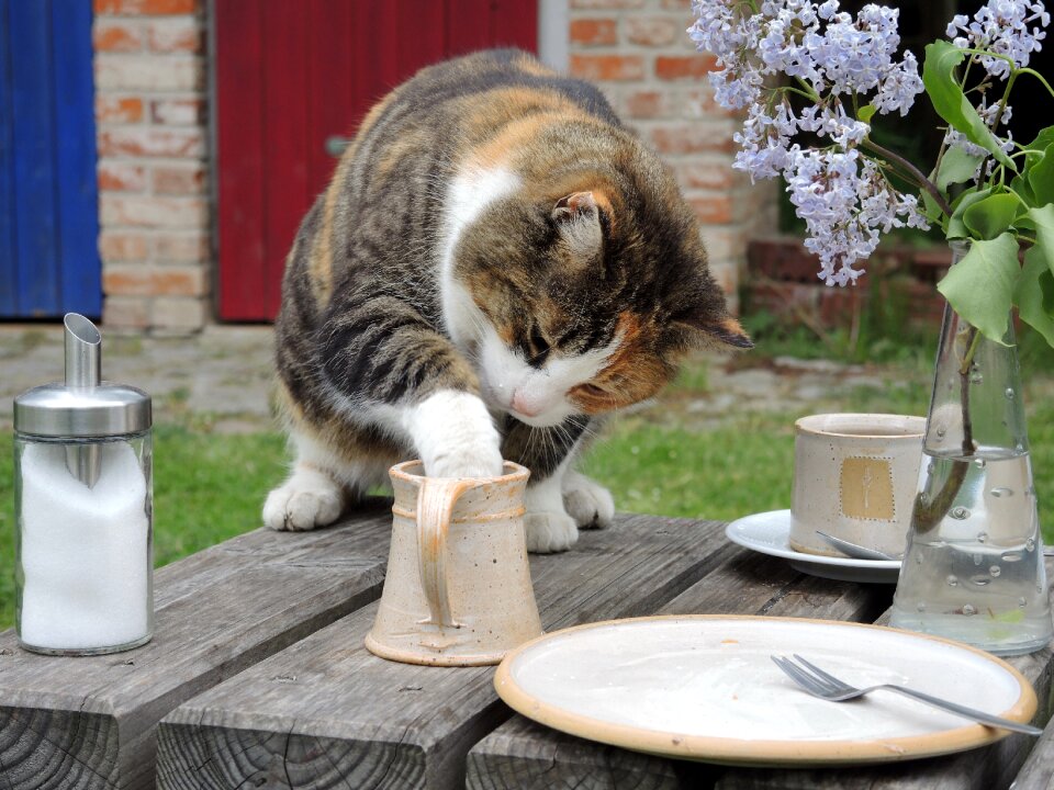Cat sweet tooth milk thief