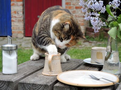 Cat sweet tooth milk thief photo