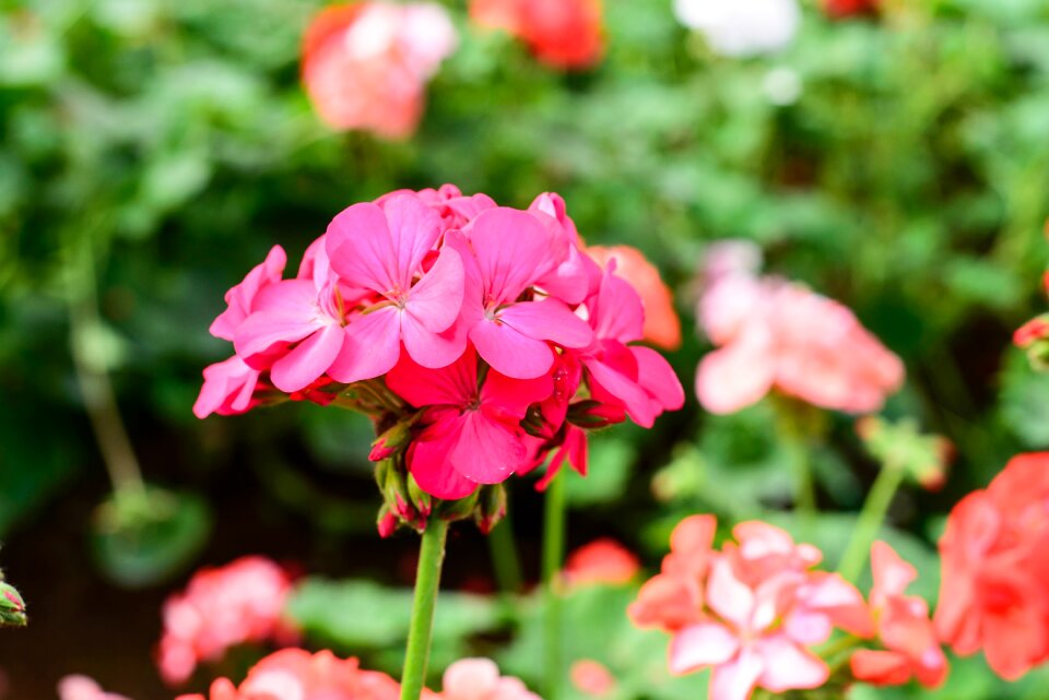 Nature summer spring